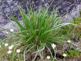 Plantago подвид subpolaris