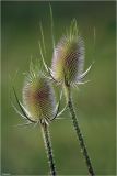 Dipsacus fullonum. Соцветия. Московская обл., Раменский р-н, окр. дер. Хрипань, дачный участок.