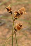 Carex physodes