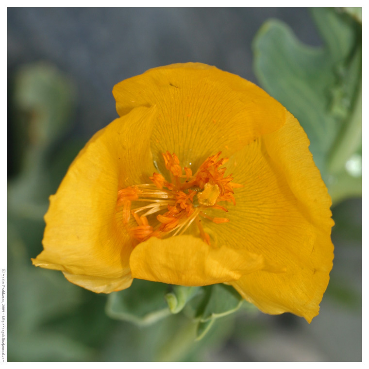 Image of Glaucium flavum specimen.