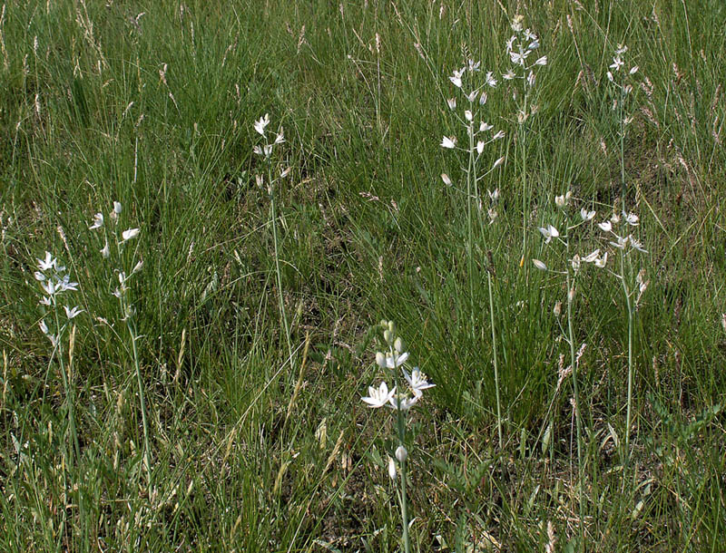 Изображение особи Ornithogalum fischerianum.