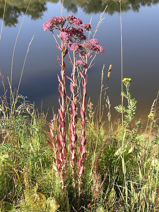 Image of Hylotelephium triphyllum specimen.