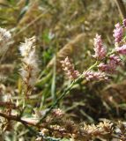 Tamarix ramosissima. Ветвь с цветками и плодами. Краснодарский край, Кущёвский р-н, станица Шкуринская, пустырь в зоне отчуждения бывшей ж/д. 22.09.2009.