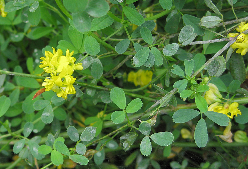 Изображение особи Medicago falcata.