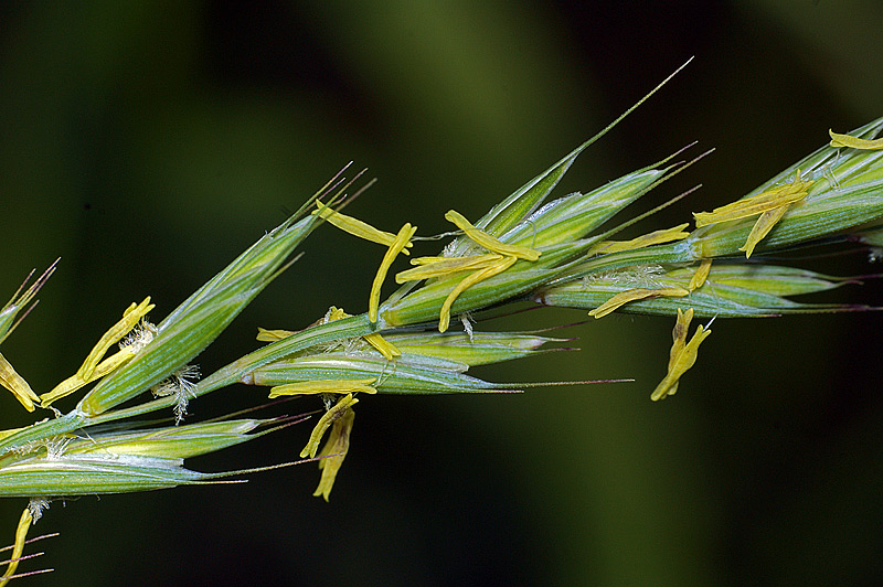 Изображение особи Elytrigia repens.