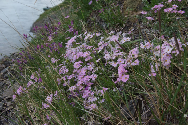 Изображение особи Phlox sibirica.