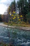 Crepis tectorum