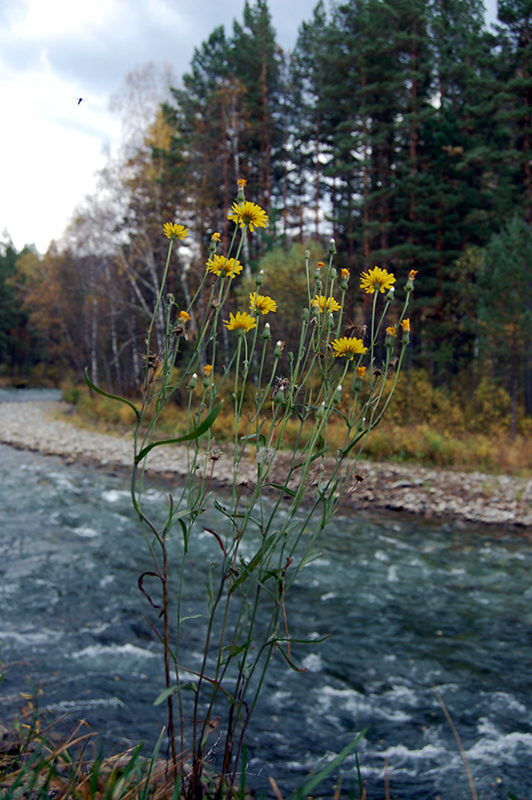 Изображение особи Crepis tectorum.