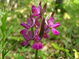 Dactylorhiza romana