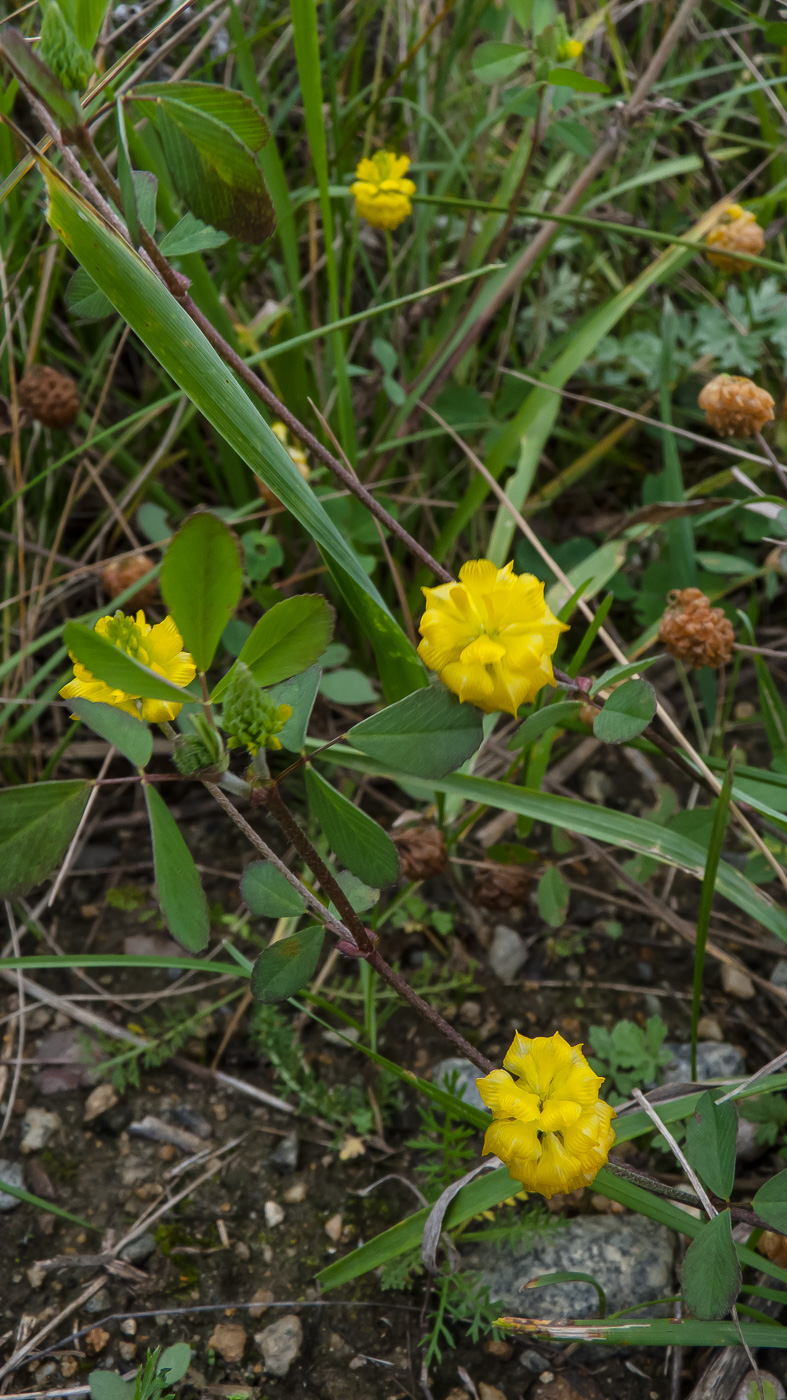 Изображение особи Trifolium campestre.