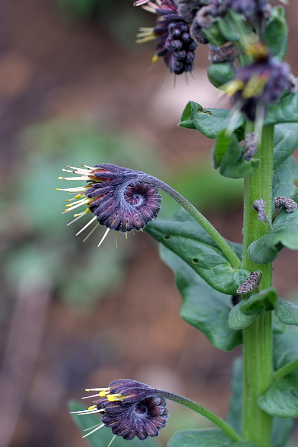 Изображение особи Solenanthus circinnatus.