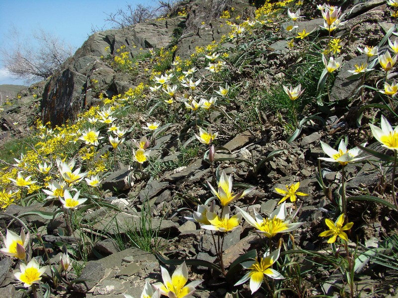 Image of Tulipa orthopoda specimen.