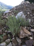 Alyssum alyssoides