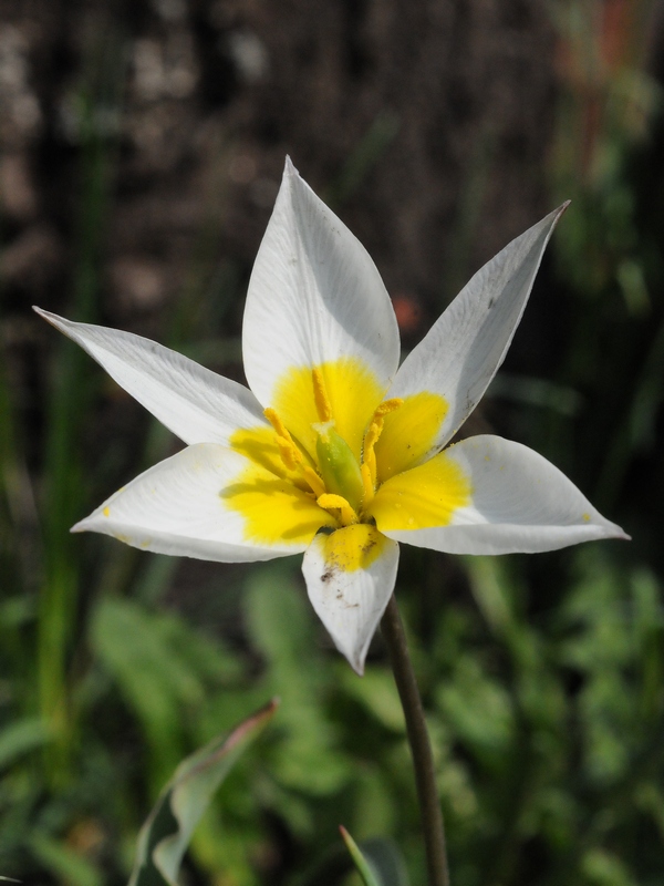 Image of Tulipa kolbintsevii specimen.