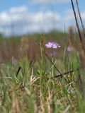 Primula farinosa