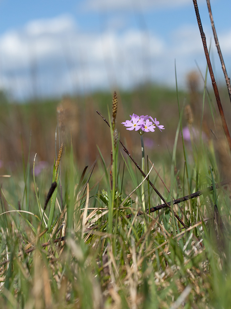 Image of Primula farinosa specimen.