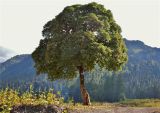 Acer trautvetteri. Взрослое дерево. Слева от дерева Валериана липолистная. Абхазия, хр. Авадхара, северный склон. 14.09.2014.