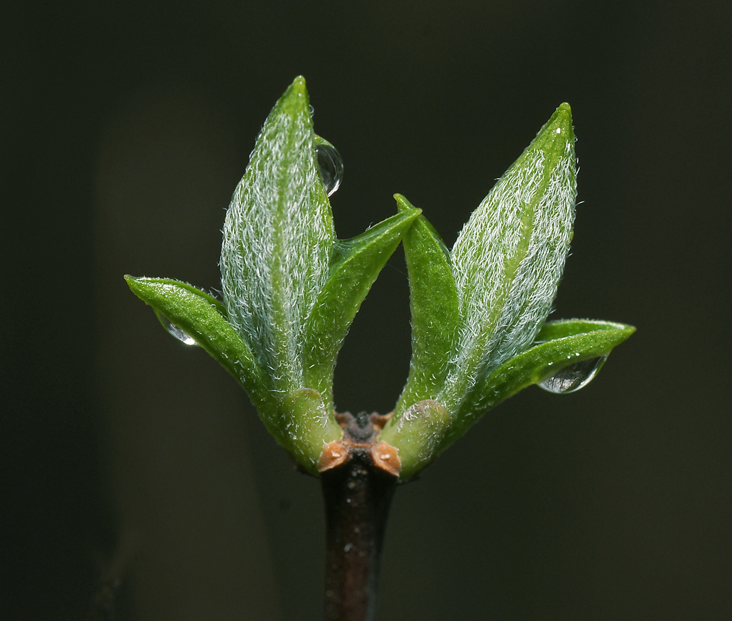 Изображение особи Philadelphus coronarius.