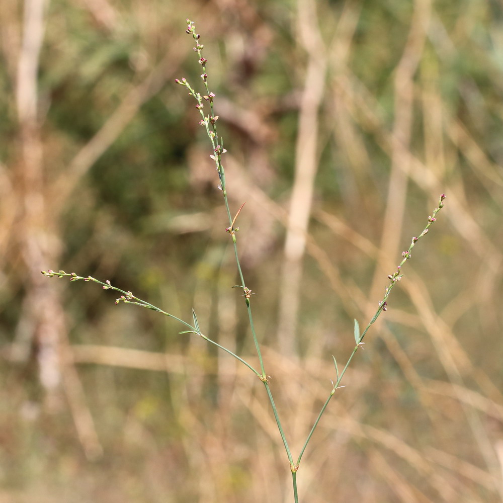 Изображение особи Polygonum novoascanicum.