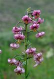 Lilium pilosiusculum