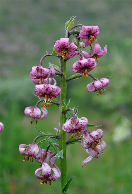 Изображение особи Lilium pilosiusculum.