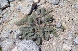 Astragalus charguschanus