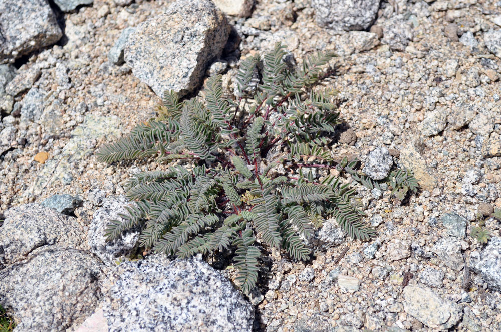 Изображение особи Astragalus charguschanus.
