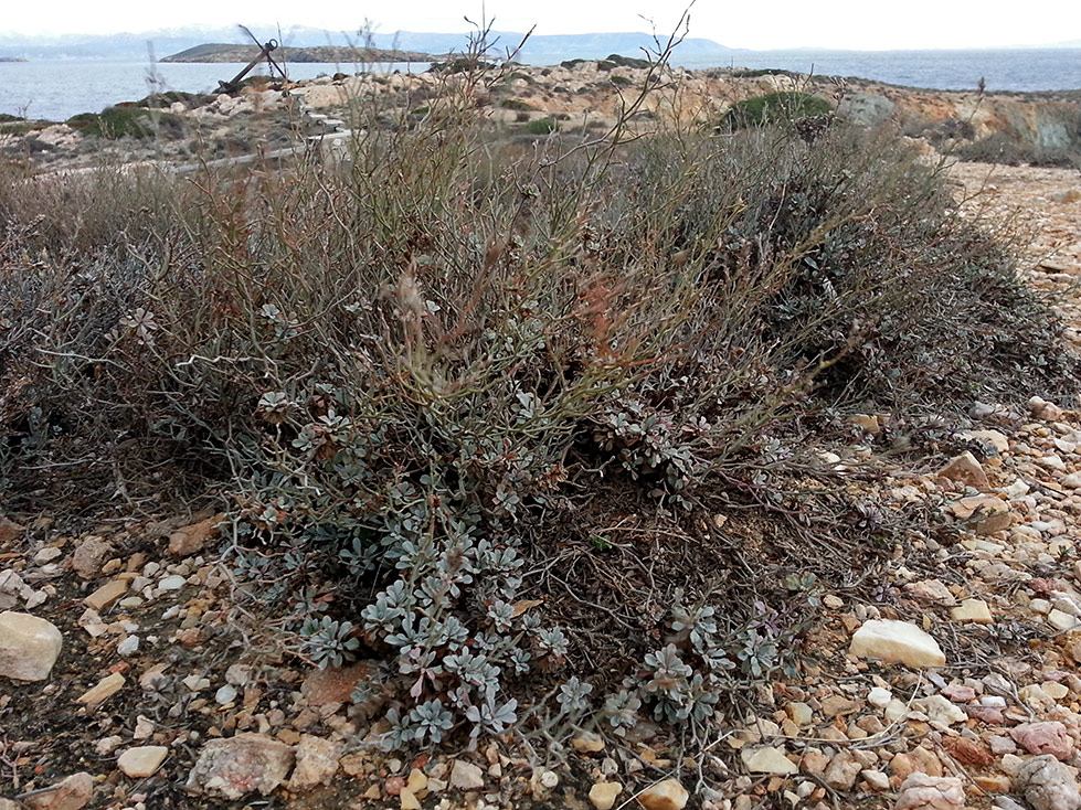 Изображение особи Limonium roridum.