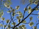 Prunus domestica