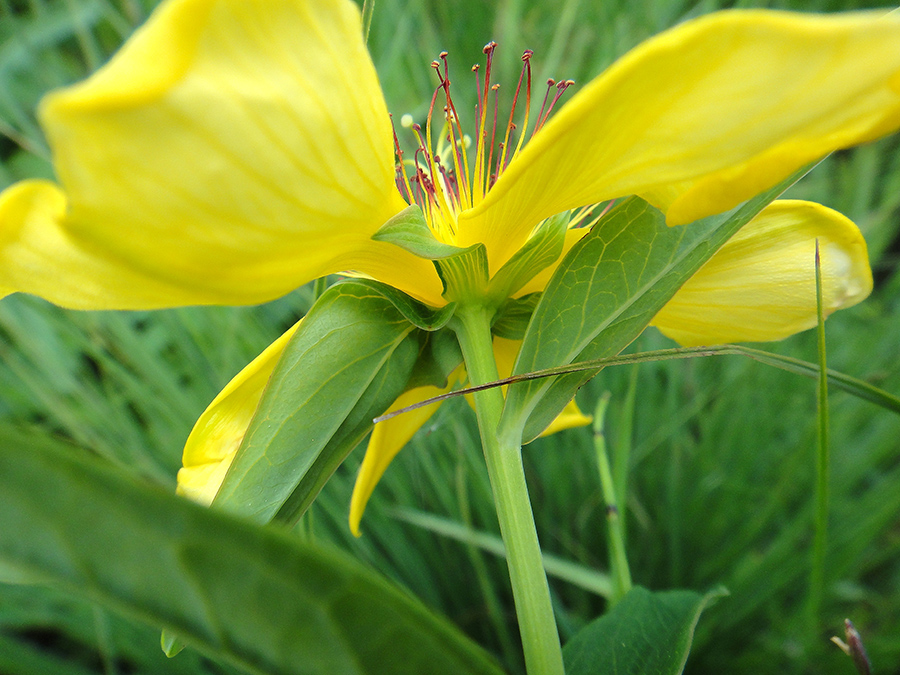 Изображение особи Hypericum ascyron.