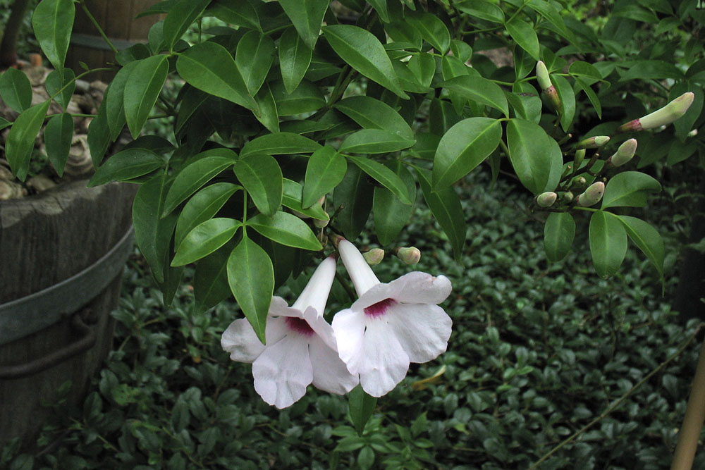 Image of Pandorea jasminoides specimen.
