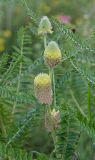 Astragalus alopecurus