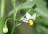 Solanum nigrum