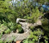 Pinus halepensis. Искривлённый ствол дерева, растущего на каменистом склоне. Монако, Сады Святого Мартина (Jardin Saint Martin), в культуре. 23.07.2014.