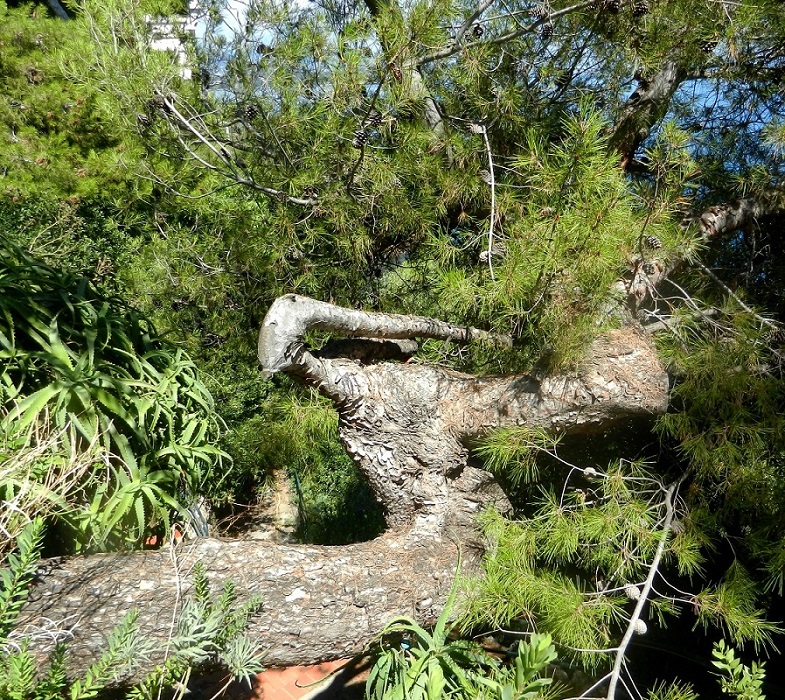 Image of Pinus halepensis specimen.