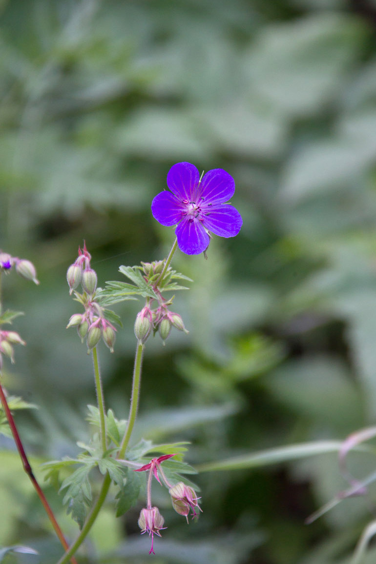 Image of Geranium pratense specimen.