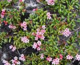 Loiseleuria procumbens