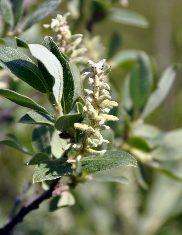 Изображение особи Salix glauca.