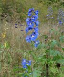 Delphinium × phoeniceum