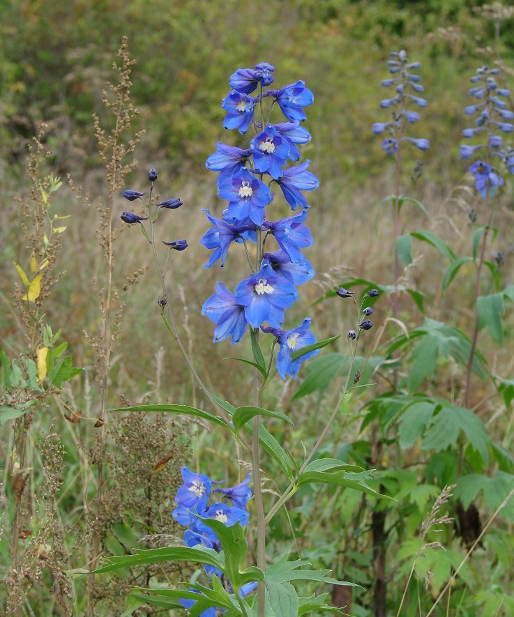 Изображение особи Delphinium &times; phoeniceum.