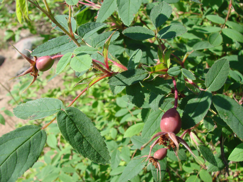 Image of Rosa davurica specimen.