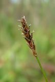 Carex dioica