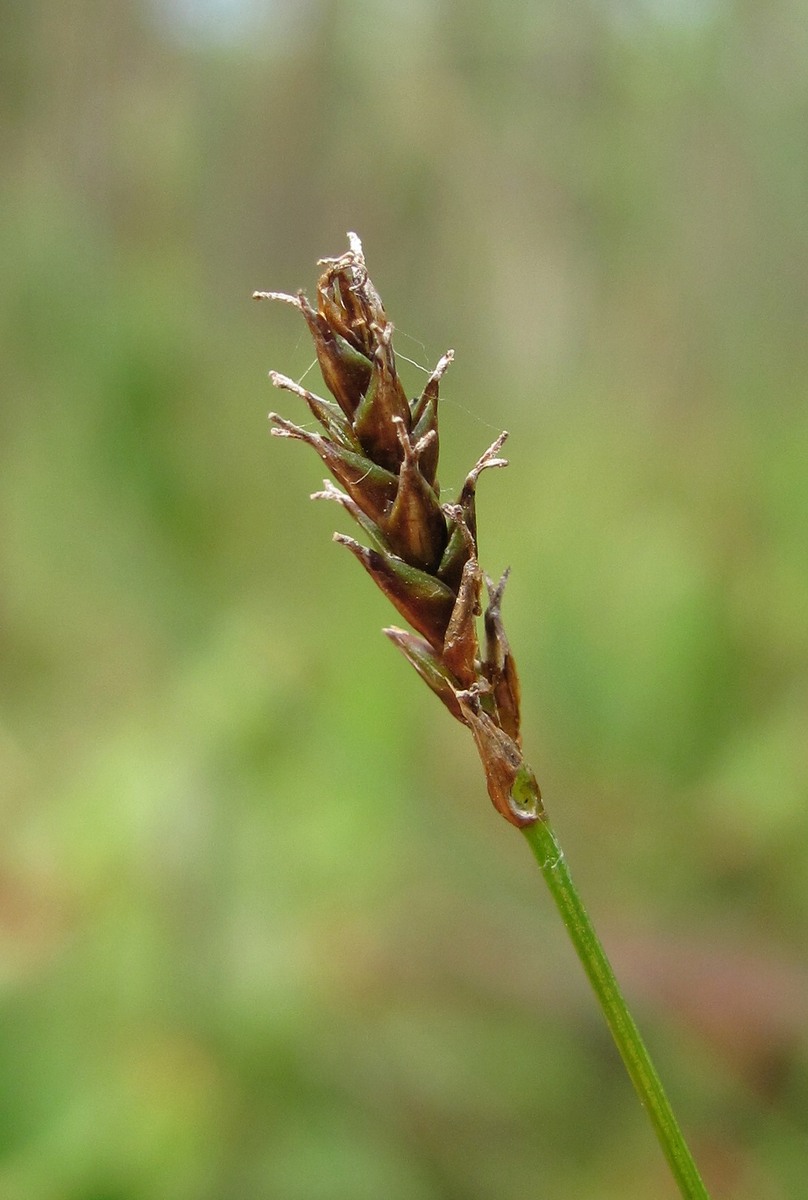 Изображение особи Carex dioica.