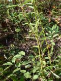Sanguisorba officinalis