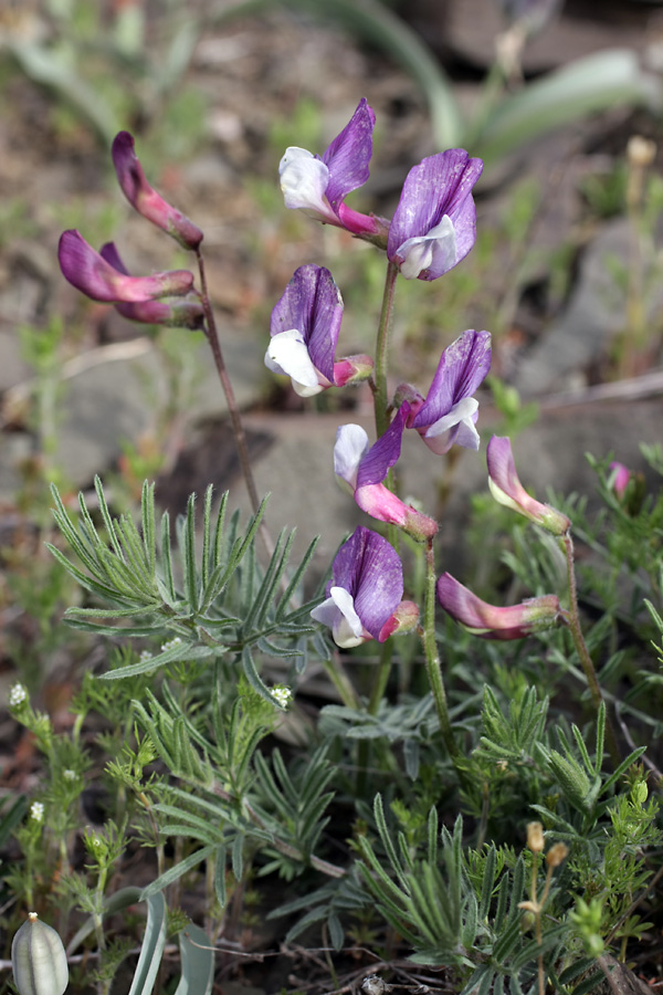 Image of Vicia subvillosa specimen.