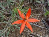 Lilium pumilum