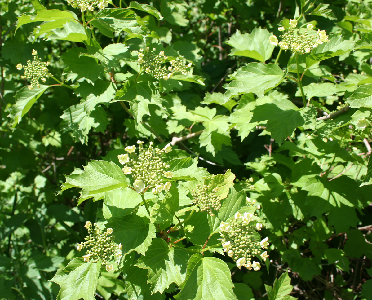 Image of Viburnum opulus specimen.