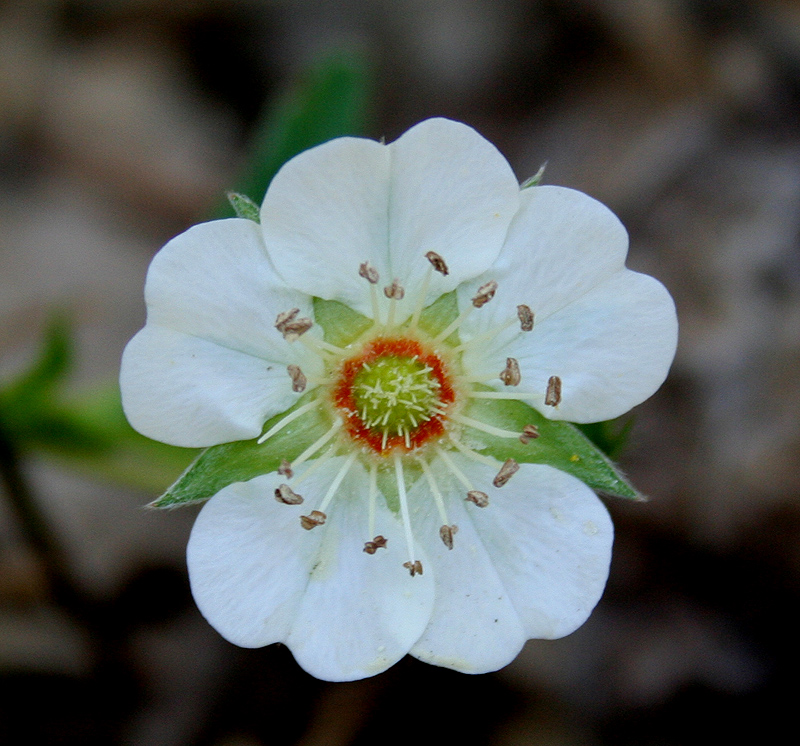 Image of Potentilla alba specimen.