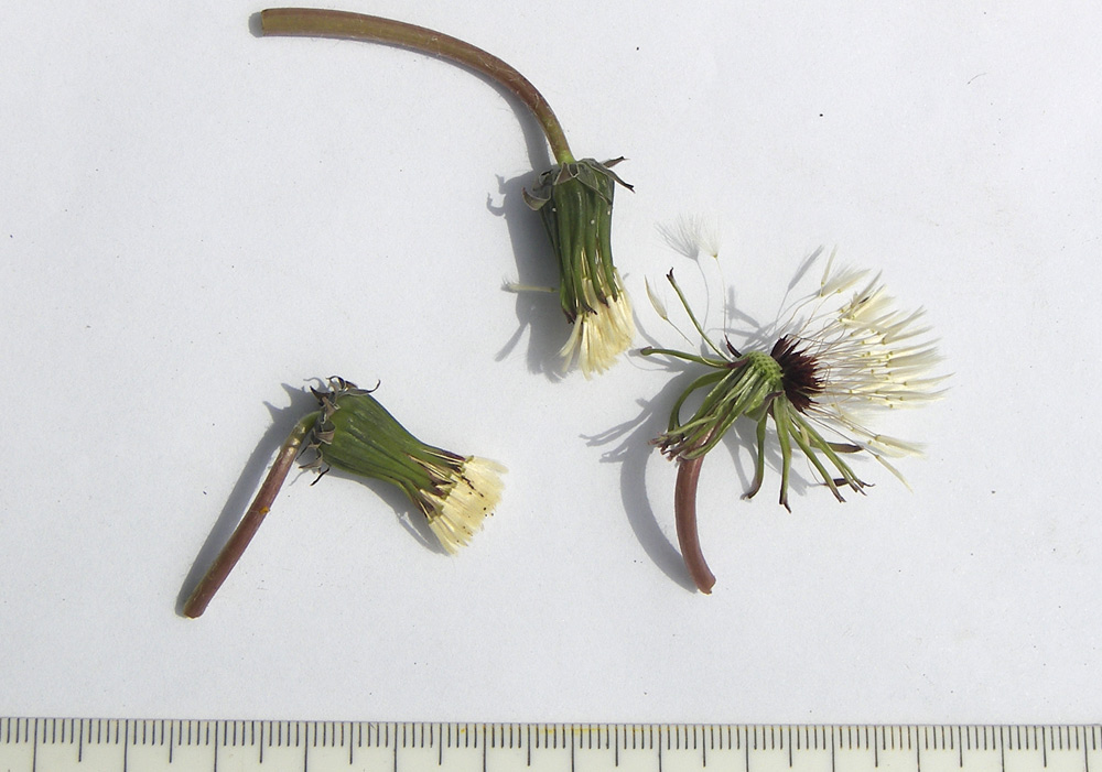 Image of Taraxacum erythrospermum specimen.