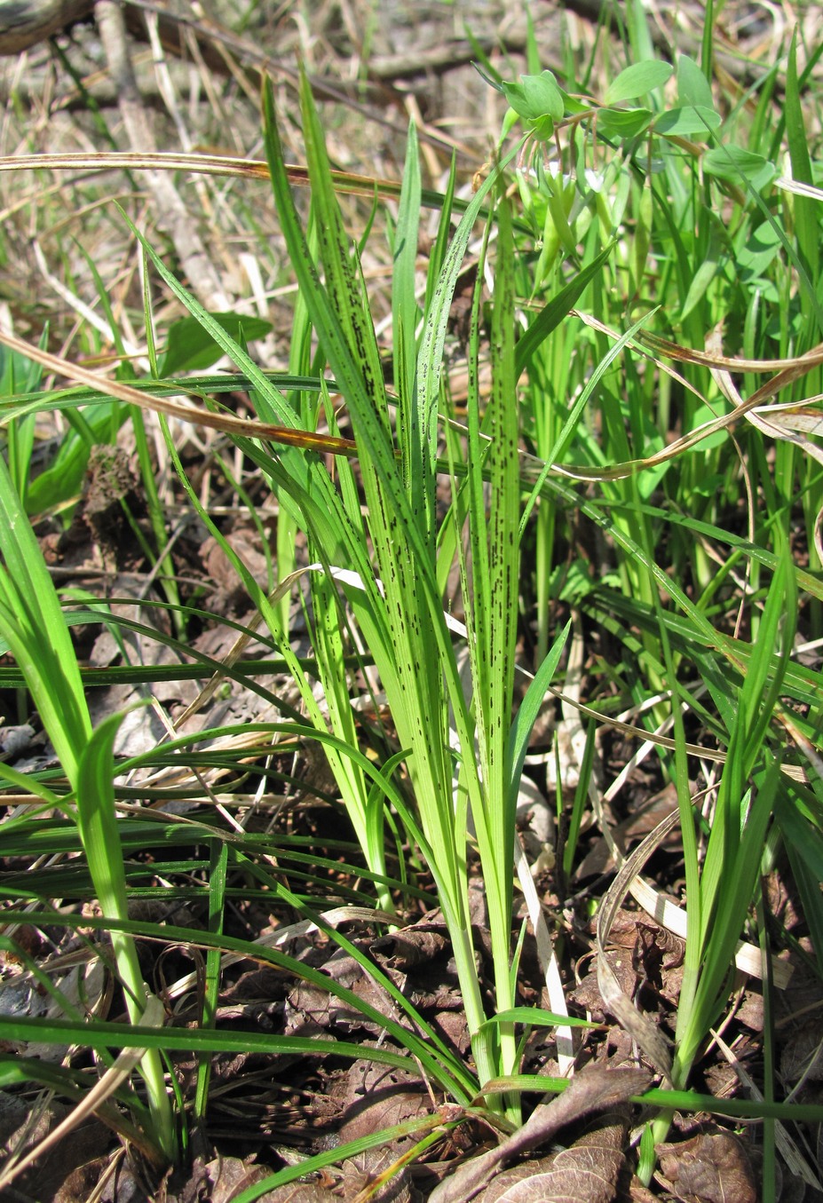 Изображение особи Carex michelii.